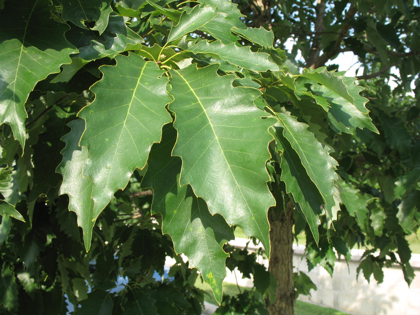 Chinkapin Oak (Quercus muehlenbergii) - 3 gallon 36-60" -Ship Only