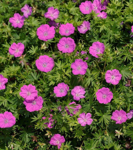 Max Frei Cranesbill (Geranium sanguineum 'Max Frei') - QT -Ship Only
