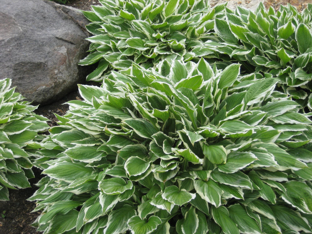 Francee Plantain Lily (Hosta francee 'Francee') - QT -Ship Only