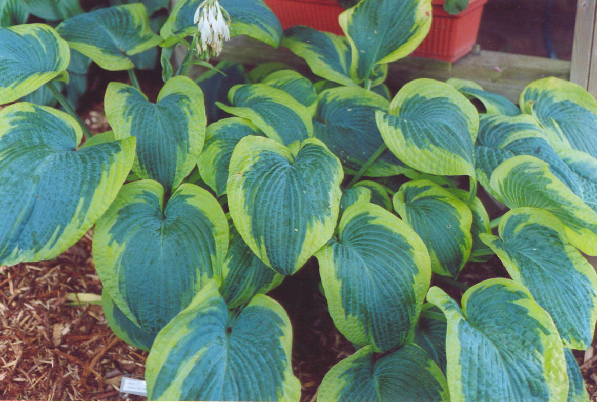 Francis Williams Plantain Lily (Hosta francis 'Williams') - QT -Ship Only