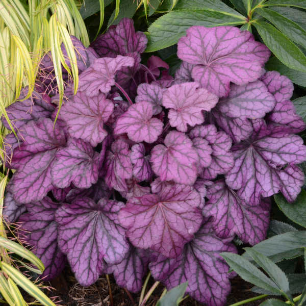 Primo® 'Wild Rose' Coral Bells (Heuchera wild 'Rose') - 1 gallon -Ship Only