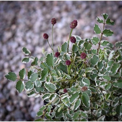 Little Angel Burnet (Sanguisorba little 'Angel') - 1 gallon -Ship Only