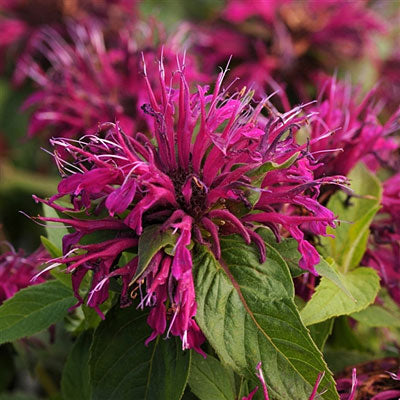 Balmy™ Purple Bee Balm (Monarda balmy 'Purple') - 1 gallon -Ship Only