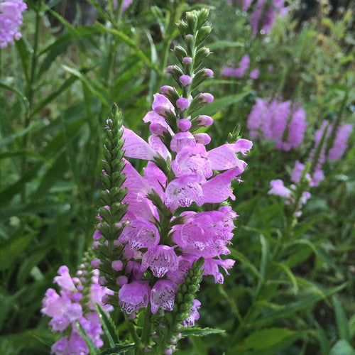 Pink Manners Obedient Plant (Physostegia 'Pink Manners') - 1 gallon -Ship Only