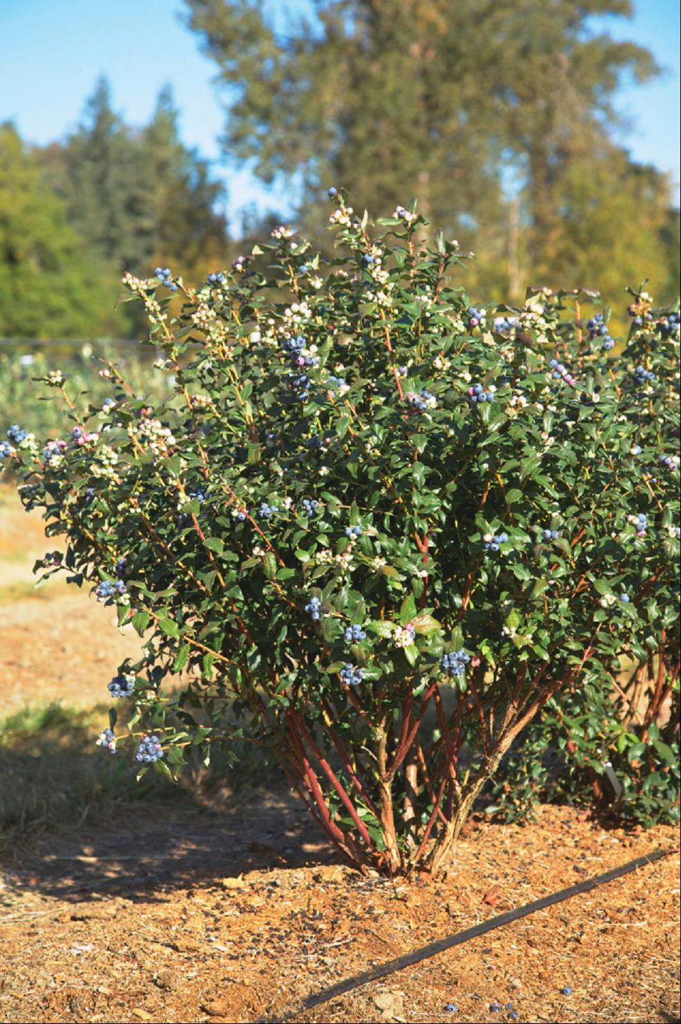 Perpetua Blueberry (Vaccinium perpetua) - 1 gallon -Ship Only