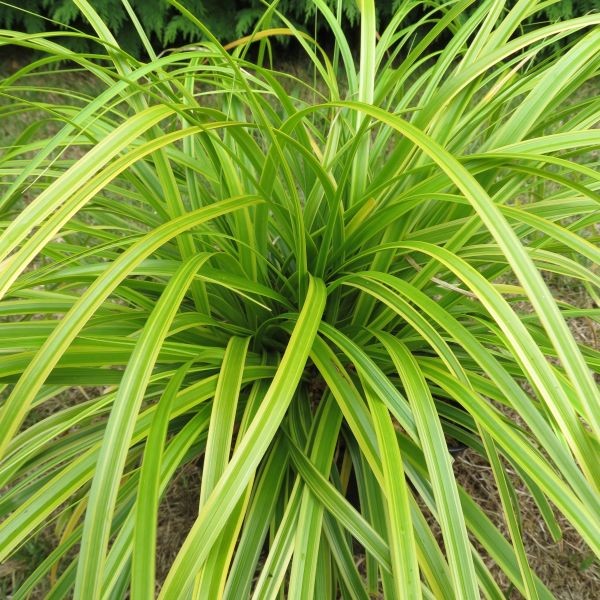 Evercolor® Everlime Japanese Sedge (Carex 'Carex Everlime') - 1 gallon -Ship Only
