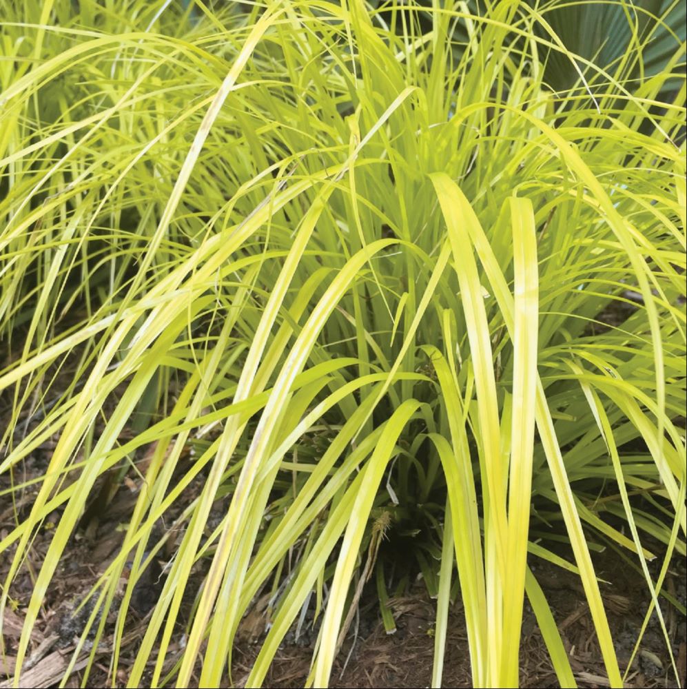 Evercolor® Everillo Gold Weeping Sedge (Carex 'Carex Everillo') - 1 gallon -Ship Only