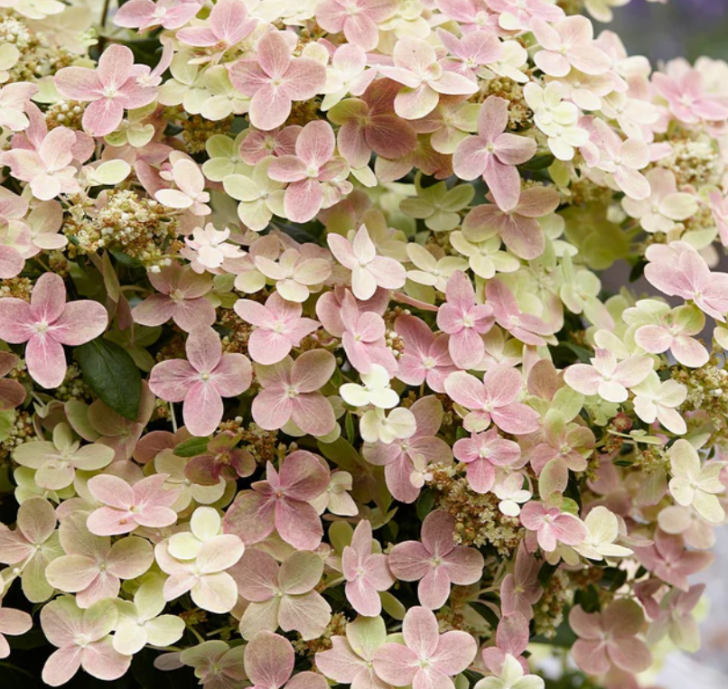 Hydrangea Early Evolution (Hydrangea 'P Early Evolution') - 1 gallon -Ship Only