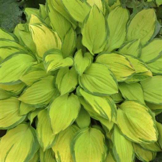 Island Breeze Plantain Lily (Hosta island 'Breeze') - 1 gallon -Ship Only