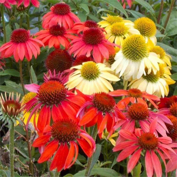Cheyenne Spirit Coneflower (Echinacea cheyenne 'Spirit') - half gallon -Ship Only