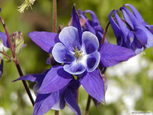 Winky Purple & White Columbine (Aquilegia 'Winky Purple & White') - 1 gallon -Ship Only