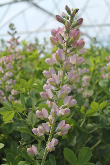 Decadence® Deluxe 'Pink Truffles' False Indigo (Baptisia 'Pink Truffles') - 1 gallon -Ship Only