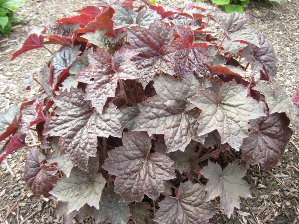 Palace Purple Coral Bells (Heuchera palace 'Palace Purple') - QT -Ship Only