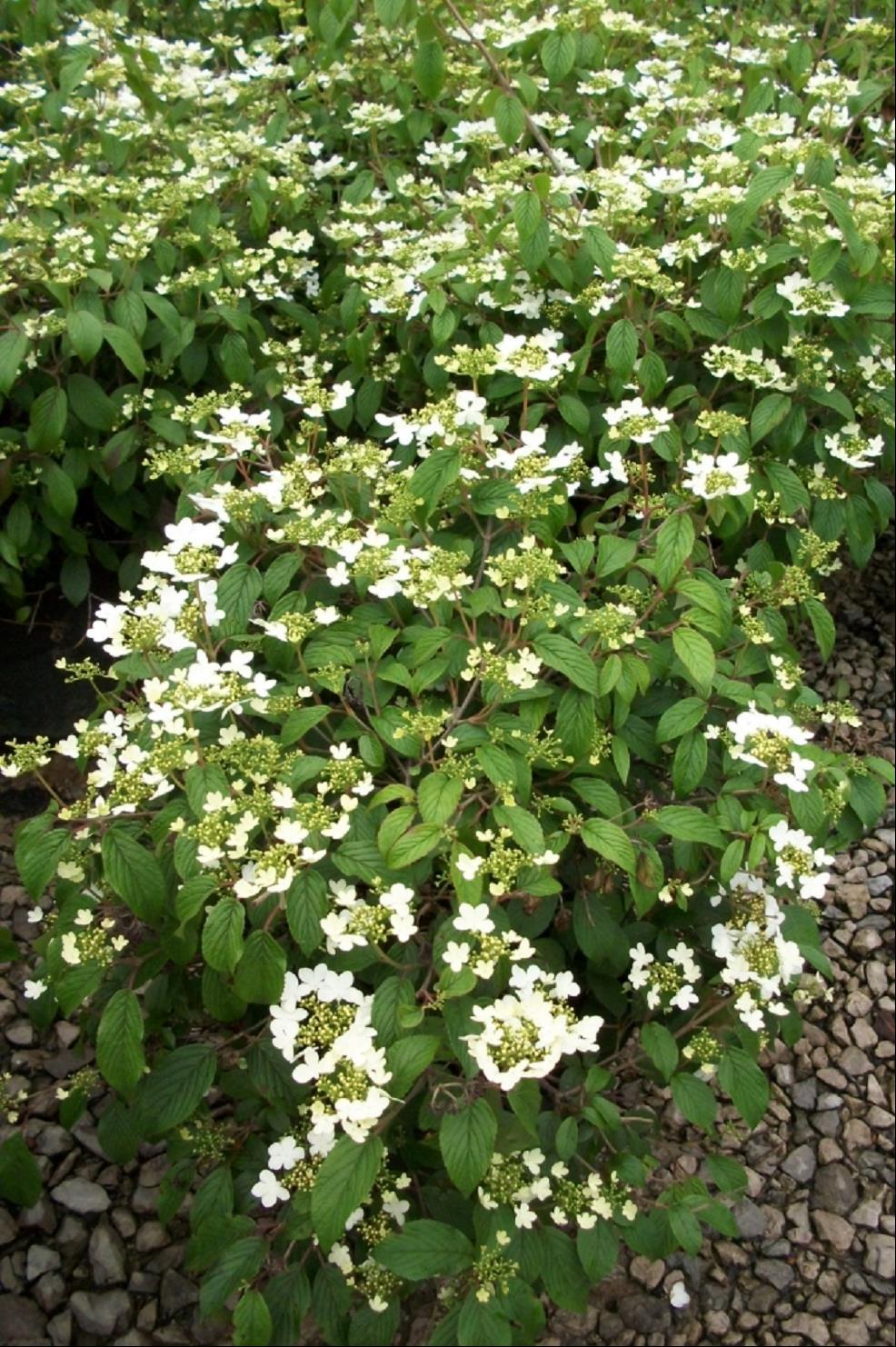 Summer Snowflake Viburnum (Viburnum plicatum 'Summer Snowflake') - 3 gallon 15" -Ship Only