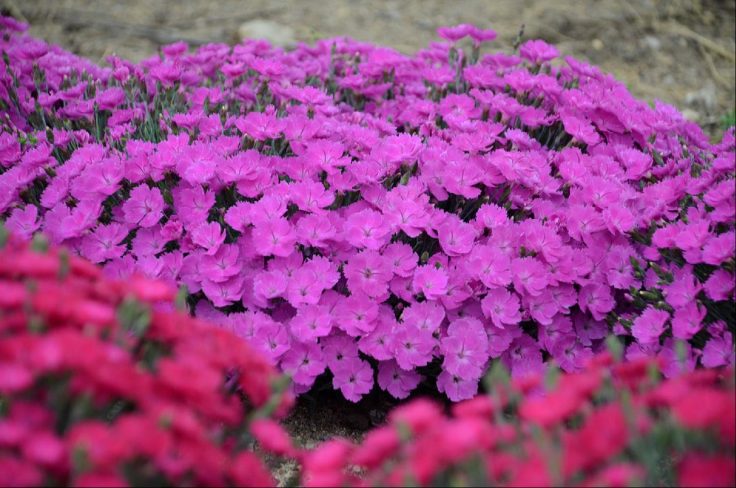 'Paint the Town Fuchsia' Pinks (Dianthus paint 'The Town Fuchsia') - 1 gallon -Ship Only