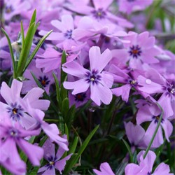 Purple Beauty Creeping Phlox (Phlox subulata 'Purple Beauty') - 1 gallon -Ship Only
