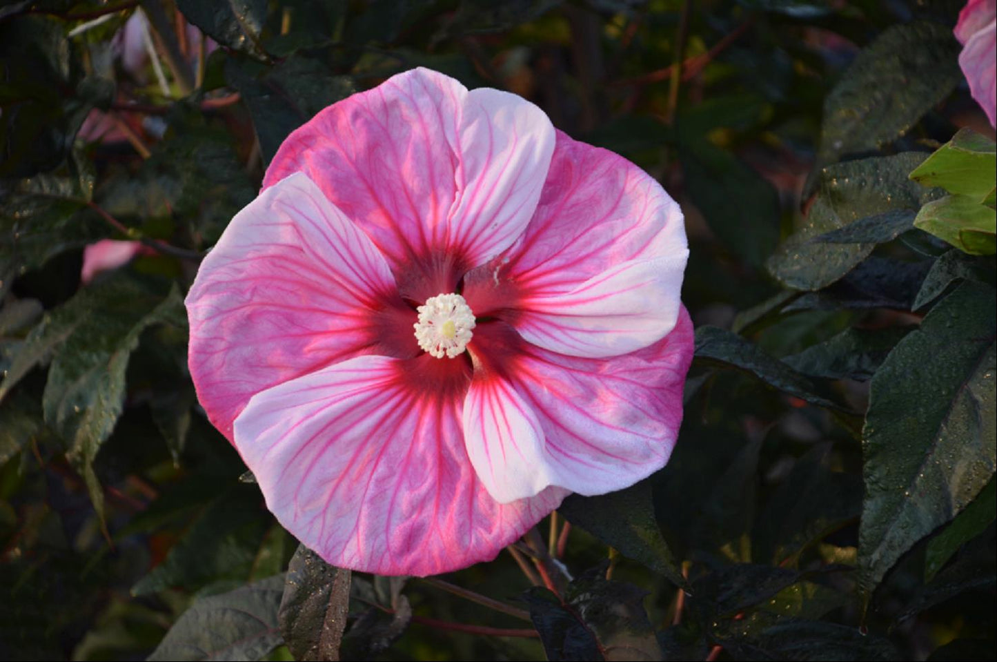 Summerific® 'Cherry Choco Latte' Rose Mallow (Hibiscus 'Cherry Choco Latte') - 1 gallon -Ship Only