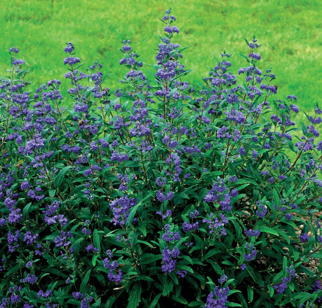 Petit Bleu™ Bluebeard (Caryopteris x clandonensis 'Minibleu') - 2 gallon -Ship Only