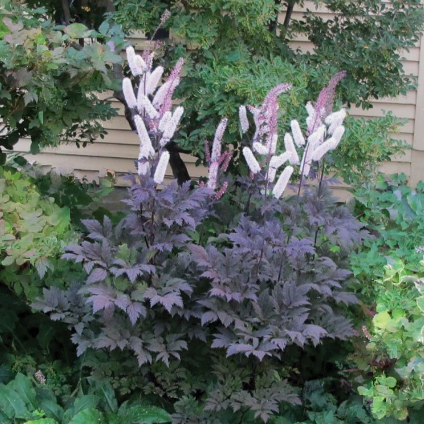 Hillside Black Beauty Bugbane (Cimicifuga R 'Hillside Black Beauty') - 1 gallon -Ship Only