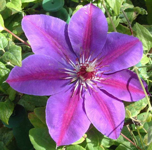 Picardy™ Clematis (Clematis picardy) - half gallon -Ship Only