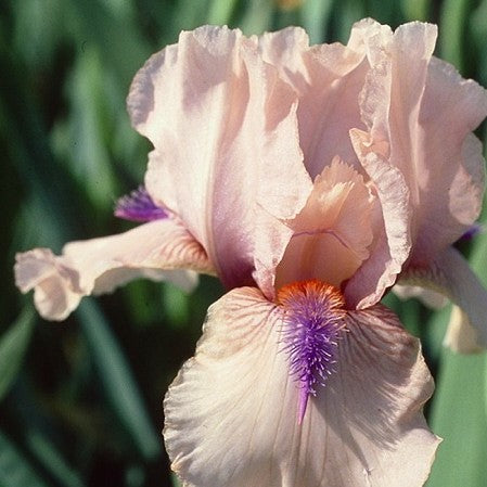 Concertina Reblooming Bearded Iris (Iris germanica 'Concertina') - 1 gallon -Ship Only