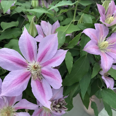 Volunteer™ Clematis (Clematis volunteer) - 1 gallon -Ship Only