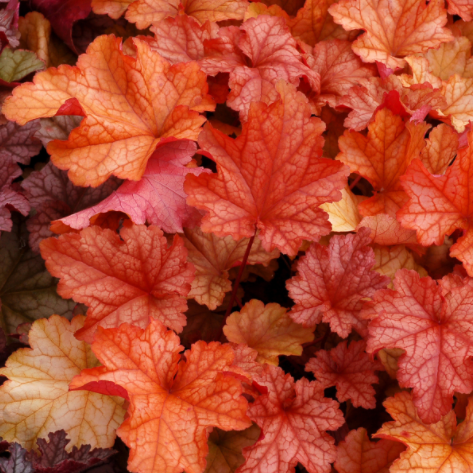 Paprika Coral Bells (Heuchera paprika) - 1 gallon -Ship Only