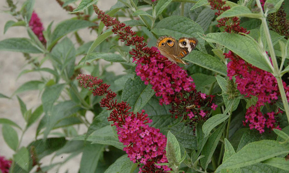 'Miss Molly' Butterfly Bush (Buddleia x 'Miss Molly') - QT -Ship Only