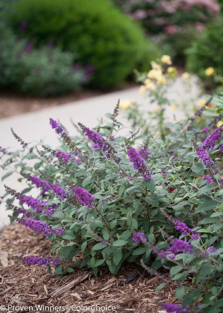 Proven Winner® Color Choice® Lo & Behold® Blue Chip Jr Butterfly Bush (Buddleia '‘Blue Chip Jr’') - QT -Ship Only