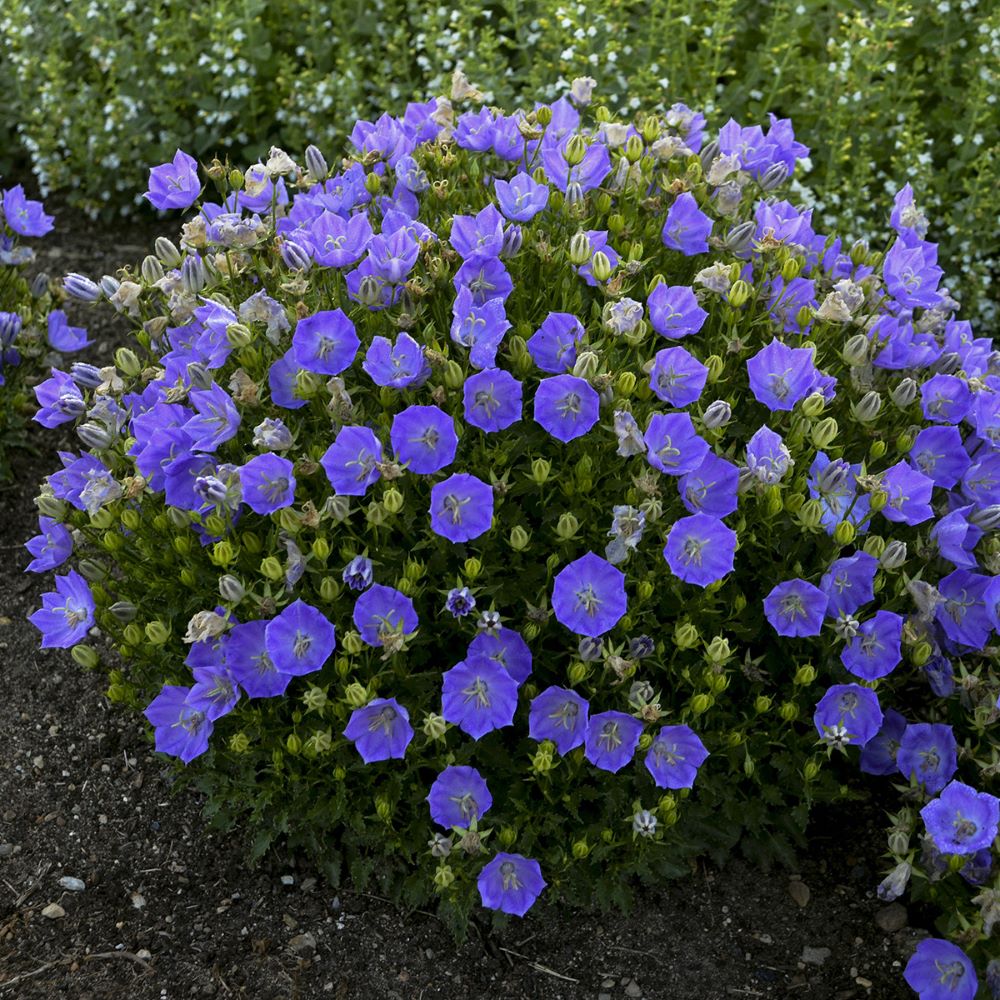 Rapido Blue Bellflower (Campanula carpatica 'Rapido Blue') - 1 gallon -Ship Only