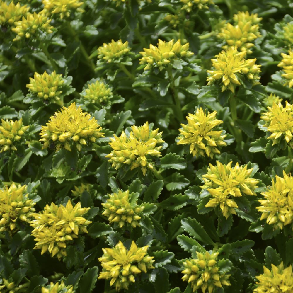 Little Miss Sunshine Stonecrop (Sedum little 'Miss Sunshine') - 1 gallon -Ship Only