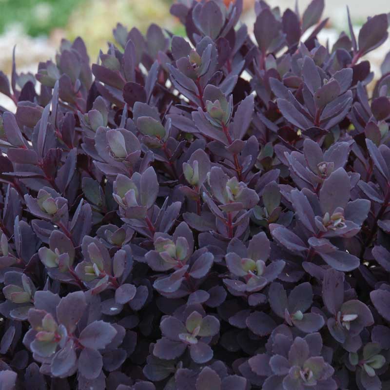 SunSparkler® Plum Dazzled Stonecrop (Sedum plum 'Dazzled') - 1 gallon -Ship Only