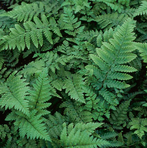 Eastern Wood Fern (Dryopteris 'Easternwood') - 1 gallon -Ship Only