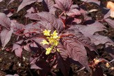 Nightglow® Bush Honeysuckle (Diervilla sessilifolia 'Nightglow') - 3 gallon 15" -Ship Only
