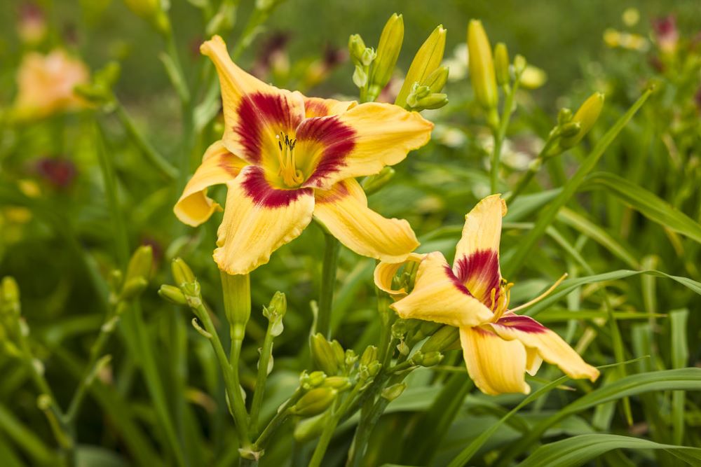 Rainbow Rhythm® 'Tiger Swirl' Daylily (Hemerocallis 'Rainbow Rhythm Tiger Swirl') - 1 gallon -Ship Only