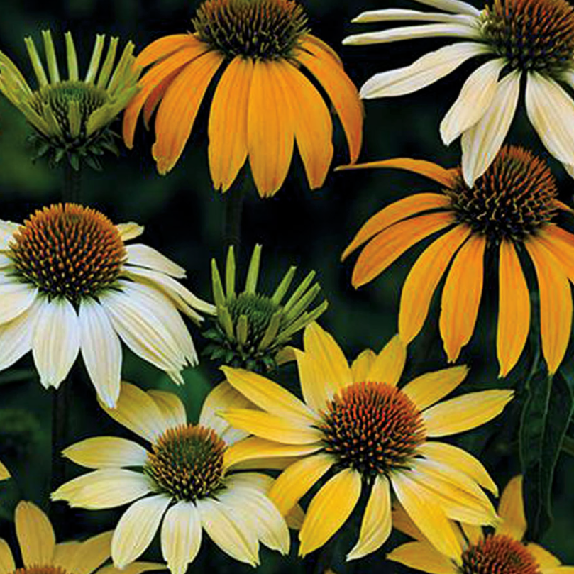 Mellow Yellows Coneflower (Echinacea purpurea 'Mellow Yellows') - 1 gallon -Ship Only