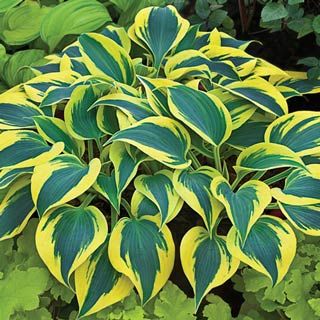 Shadowland® 'Autumn Frost' (Hosta shadowland 'Autumn Frost') - 1 gallon -Ship Only