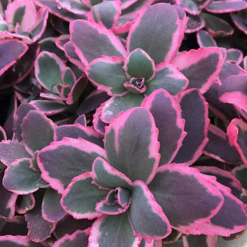 SunSparkler® Dream Dazzler Stonecrop (Sedum dream 'Dazzler') - 1 gallon -Ship Only