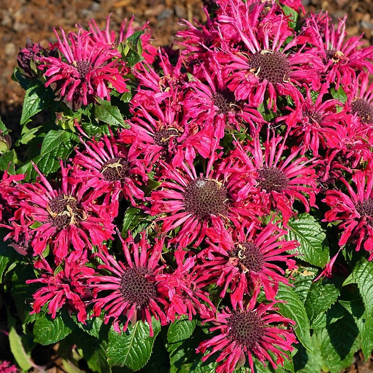 Pocahontas Red Rose Bee Balm (Monarda pocahontas 'Red Rose') - 1 gallon -Ship Only