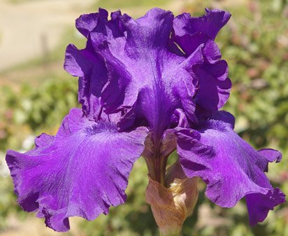 His Royal Highness German Iris (Iris germanica 'His Royal Highness') - 1 gallon -Ship Only