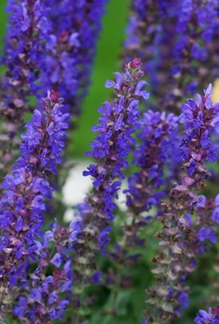 Blue Bouquetta® Catmint (Salvia blue 'Bouquetta') - 1 gallon -Ship Only
