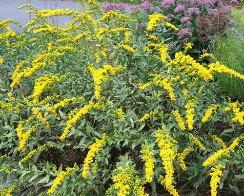Fireworks Goldenrod (Solidago fireworks) - 1 gallon -Ship Only