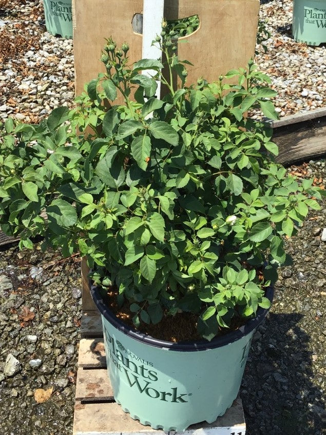 Whipped Cream™ Floribunda Rose (Rosa whipped 'Cream') - 3 gallon -Ship Only