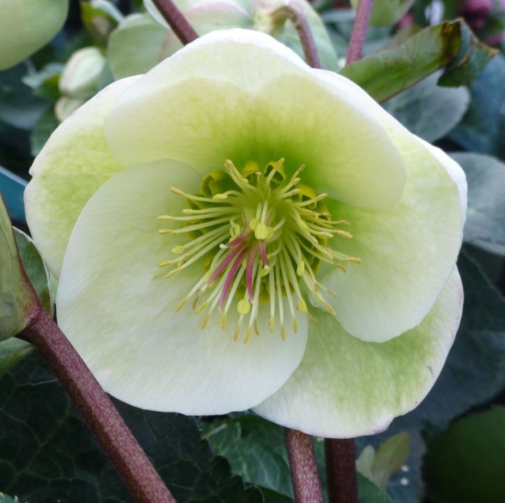 Moondance Lenten Rose (Helleborus 'Frostkiss Moondance') - 1 gallon -Ship Only
