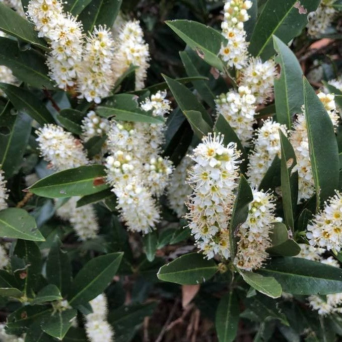 Zimmerman Cherry Laurel (Prunus L 'Zimmerman') - 3 gallon -Ship Only