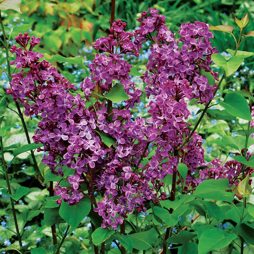 Pocahontas Lilac (Syringa x hyacin. 'Pocahontas') - 3 gallon 24" -Ship Only