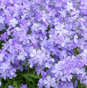 Blue Moon Phlox (Phlox D 'Blue Moon') - 1 gallon -Ship Only