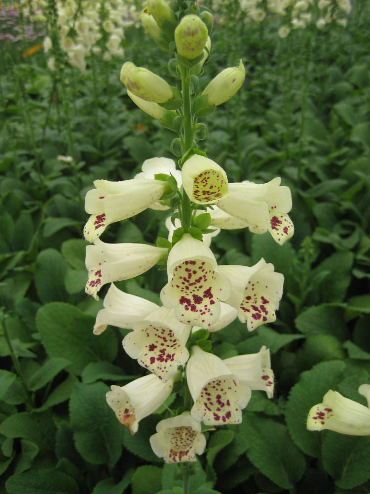 Camelot Cream Foxglove (Digitalis x 'Camelot Cream') - 1 gallon -Ship Only