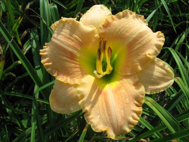 Elegant Candy Daylily (Hemerocallis T.A.N. 'Elegant Candy') - 1 gallon -Ship Only