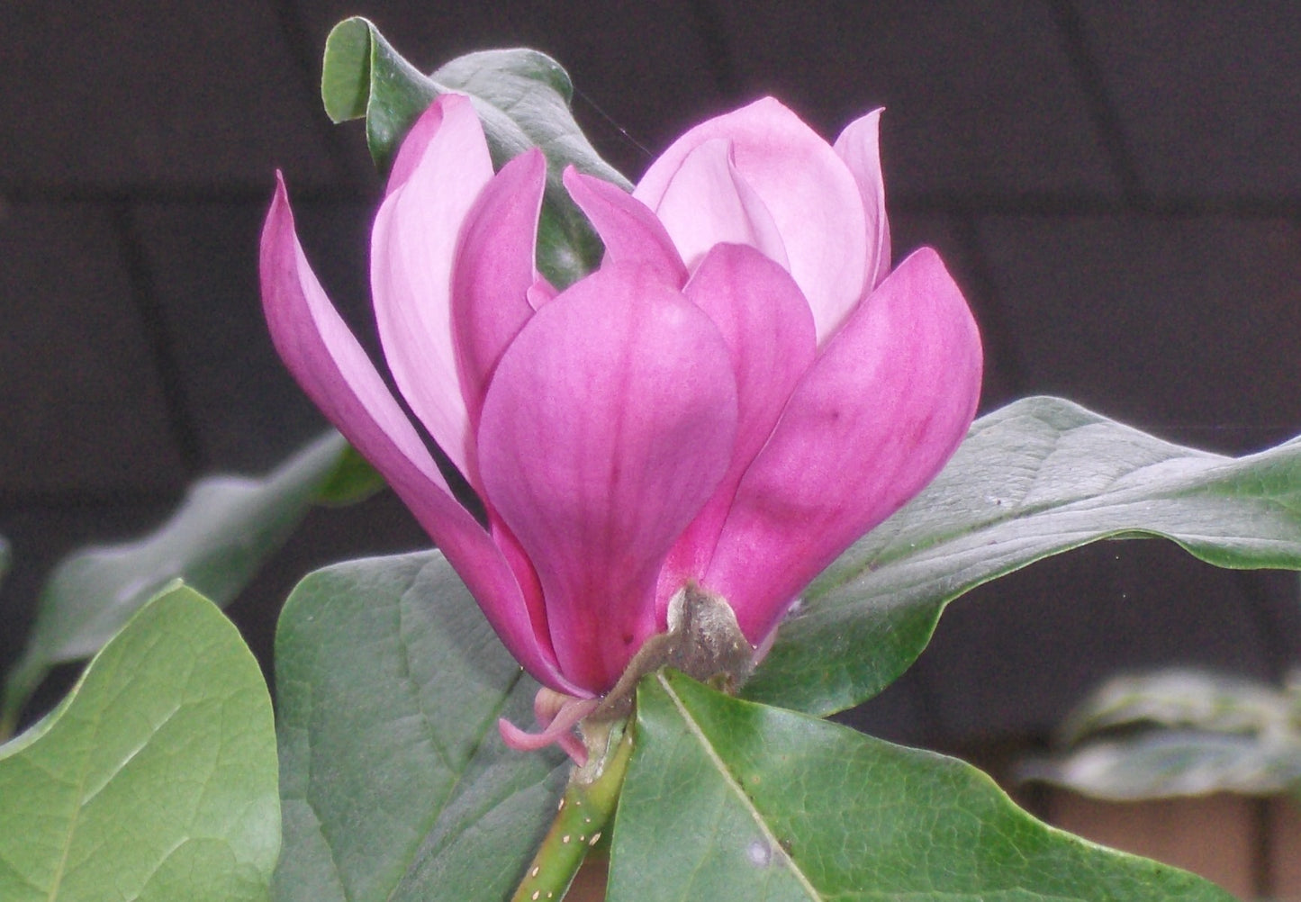 Ann Magnolia (Magnolia x 'Ann') - 3 gallon 24-30" -Ship Only